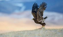 假如我是一只展翅高飞的雄鹰