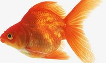 我爱我的小金鱼