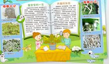 养蚕的成长过程