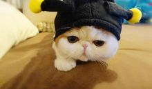 “小小胖”的眼睛