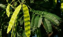 教室门前的合欢树