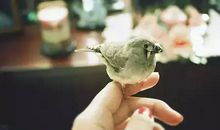 做一个真性情的人