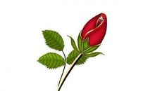 我们学校的钻石玫瑰