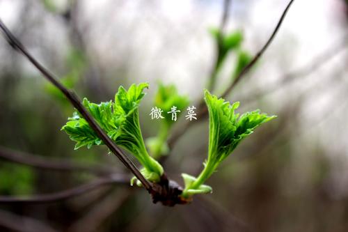 三月，春天来了