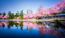 今年春天看北京