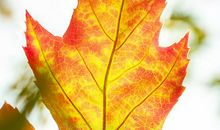 秋天里的一片绿