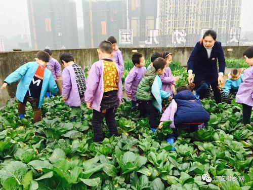 学习种菜