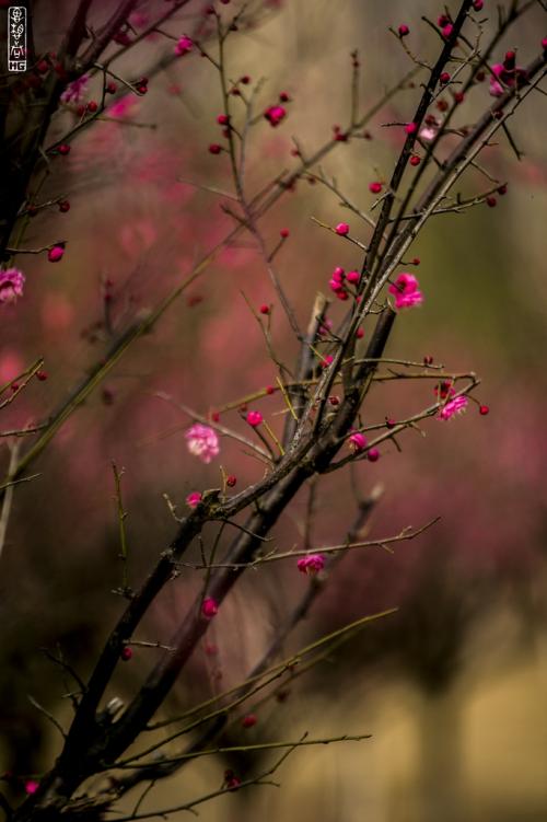 野生梅花