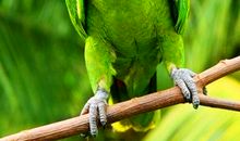 会说话的小鹦鹉