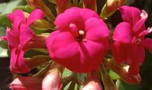 我最爱的长寿花