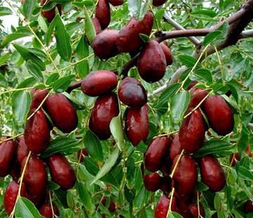 第一次采摘日期