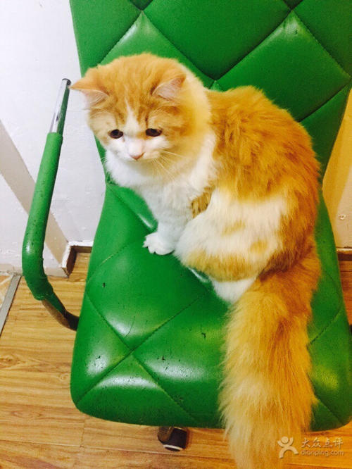 遇见猫
