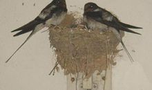 我家的邻居燕子