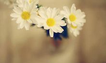 淡雅的雏菊