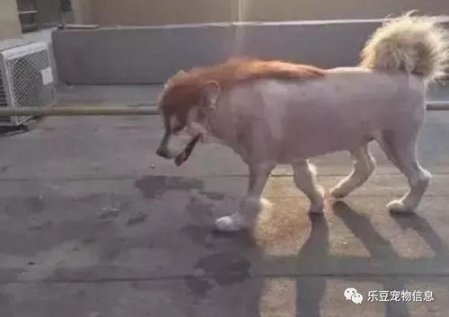 我养死的小狗