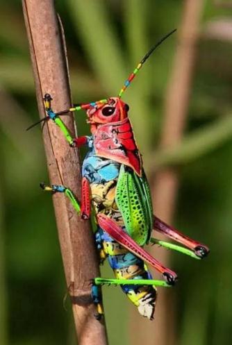 上山抓蚱hopper
