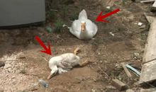 救大白鹅的狐狸