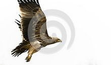 一只不会飞的老鹰