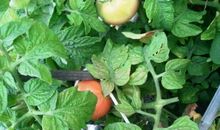 爷爷家的小菜园