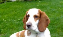 我与狗狗的二三事