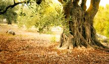 陶醉于秋天的落叶