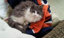 爱是一条浅浅的河