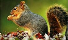 我们是个“动物园”