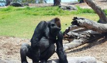 动物园里的精彩瞬间