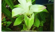 植物园秋游日记