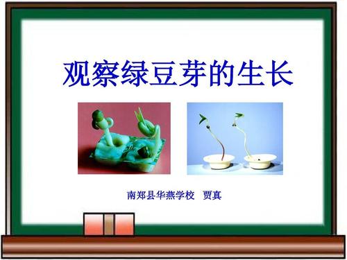 绿豆生长成分的观察