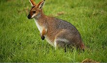 我是一只小袋鼠