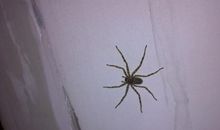 与众不同的蜘蛛