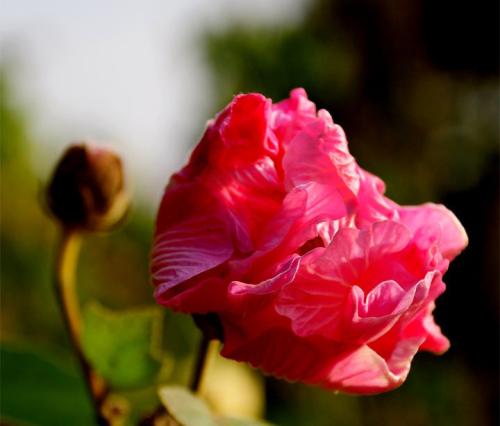 醉芙蓉