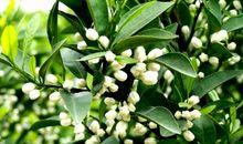 怀念那棵桔子树