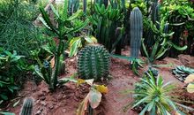 植物王国游览记