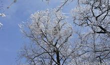 雪飘芬芳过十里