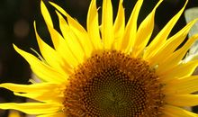 我变成了向日葵