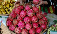 我最爱吃的一种水果