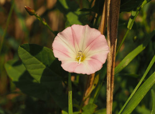 牵牛花和杂草