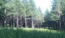 森林对人类的控述