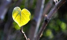 我愿做一片树叶