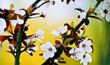 春风十里，伴随着你