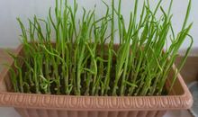 种植大蒜的作文