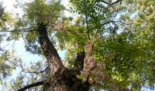 故乡仍有槐依旧