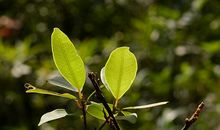 一片小小的树叶