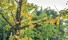 美丽的中山植物园