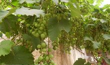 院子里的葡萄树