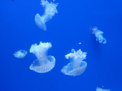 神奇的海洋世界