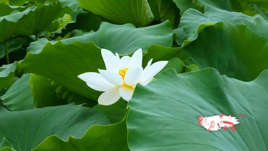 在心脏领域开花的菊花