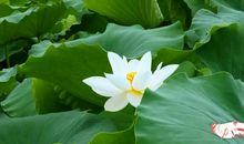 盛开在心田的那朵菊